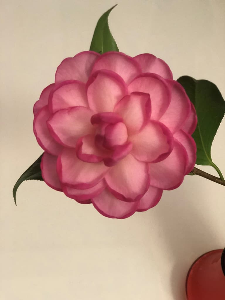 Camellia