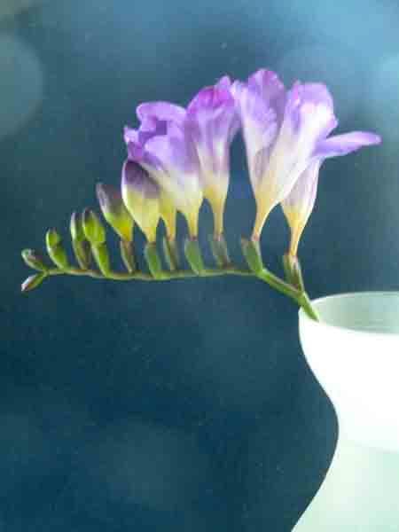 Freesia