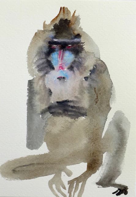 Sitting Baboon
