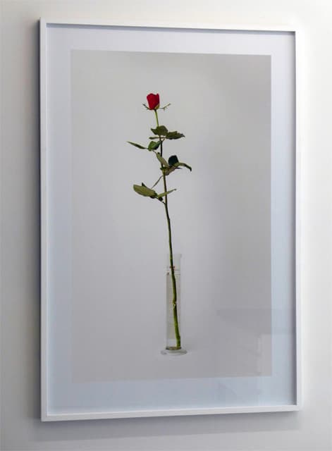 Rose #8 (from A Dozen Roses)