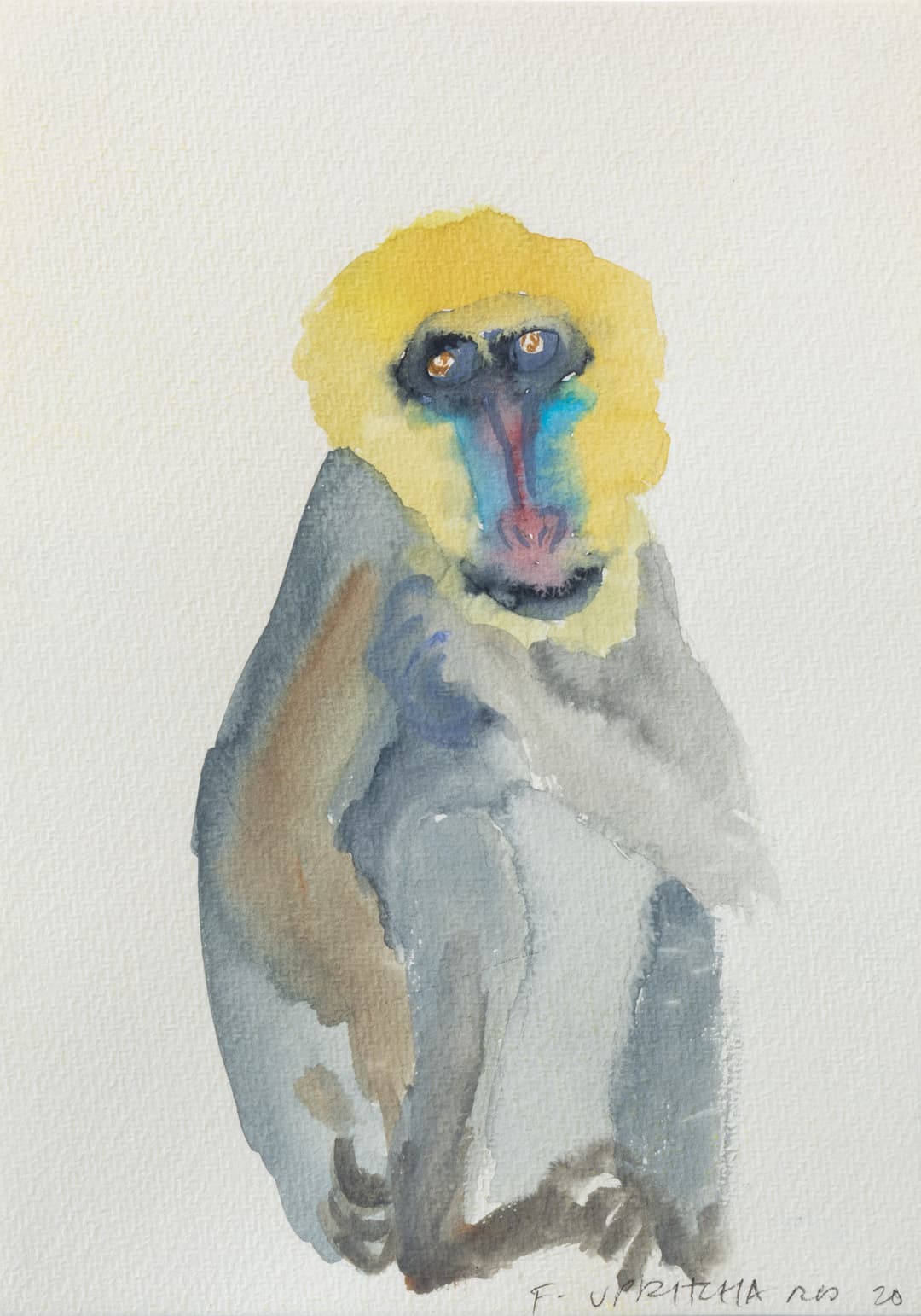 Shy Monkey